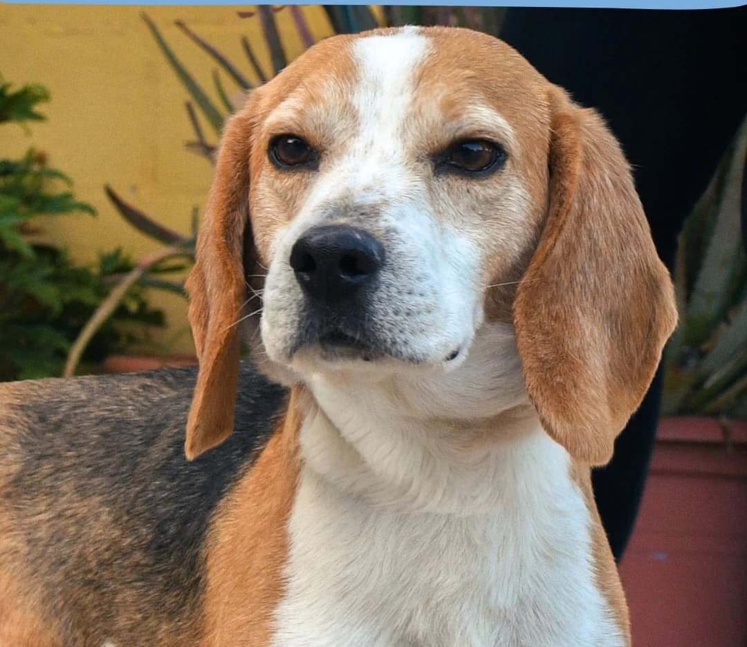 Cuco, male 4yo Beagle for adoption at Protectora Malaga, Málaga