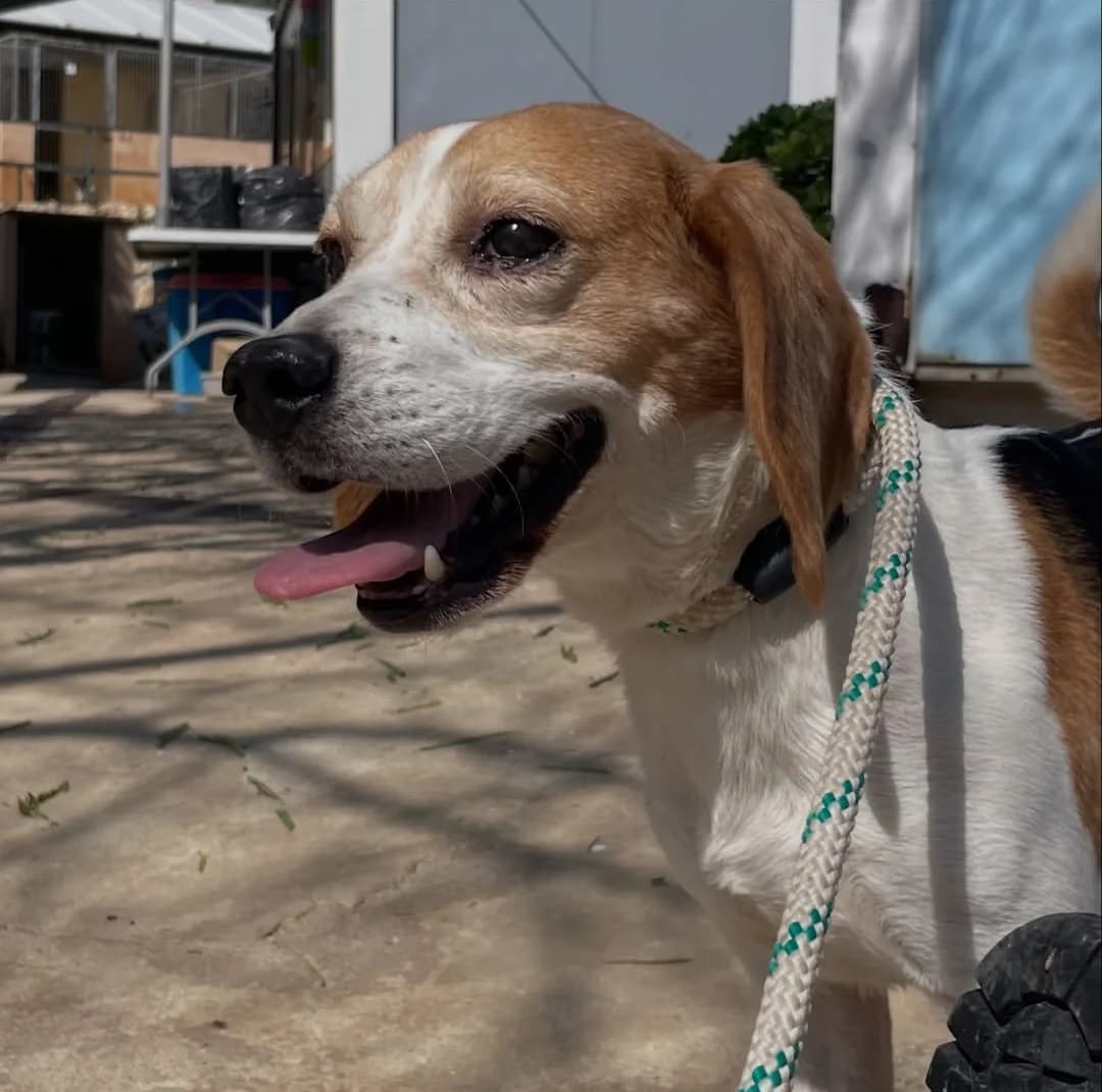 Toni, Beagle (Protectora Malaga)