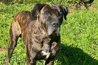 frodo, male senior Presa Canario for adoption at El Refugio Madrid, Madrid