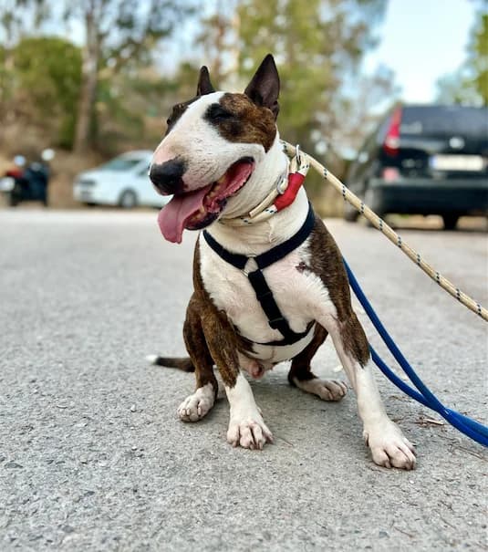 Zeus, Short male senior Mixed Breed for adoption at Triple A Marbella, Marbella
