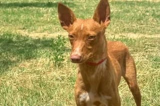 keeper, male young Podenco for adoption at El Refugio Madrid, Madrid