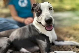 MILKY, male 6yo Mixed Breed for adoption at El Refugio Madrid, Madrid