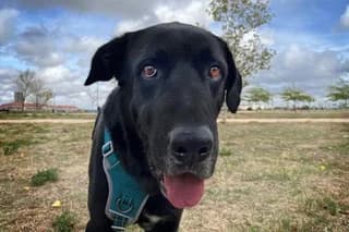 BALTASAR, male 6yo Mixed Breed for adoption at El Refugio Madrid, Madrid