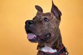 DRAX, male senior Pit Bull Terrier for adoption at El Refugio Madrid, Madrid