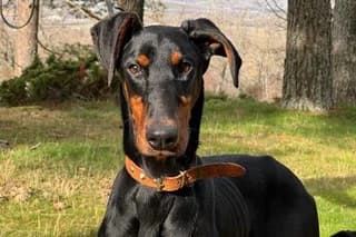 KRATOS, male young mixed breed for adoption at El Refugio Madrid, Madrid