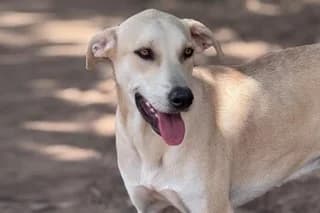 HEINI, female young Mixed Breed for adoption at El Refugio Madrid, Madrid