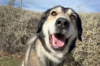 BIMBO, male Mixed Breed for adoption at SAT Animal Rescue Torrevieja