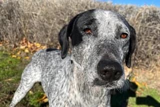 TIMÓN, male 4yo Mixed Breed for adoption at El Refugio Madrid, Madrid
