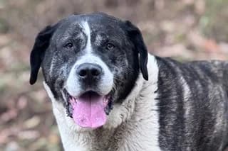 KHOR, male 6yo Spanish Mastiff for adoption at El Refugio Madrid, Madrid