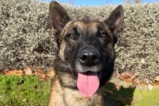 IKAI, male 5yo Belgian Malinois for adoption at El Refugio Madrid, Madrid
