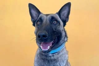 KENA, female young Belgian Malinois for adoption at El Refugio Madrid, Madrid