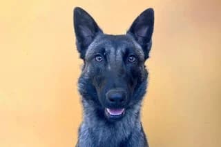LUVA, female young Belgian Malinois for adoption at El Refugio Madrid, Madrid