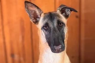 SABA, female puppy Galgo Español for adoption at El Refugio Madrid, Madrid