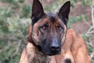 PETRUS, male 3yo Belgian Malinois for adoption at El Refugio Madrid, Madrid