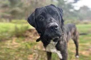 SALVADOR, black male Mixed Breed for adoption at El Refugio Madrid, Madrid