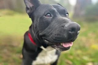 BIBIANA, black female Mixed Breed for adoption at El Refugio Madrid, Madrid