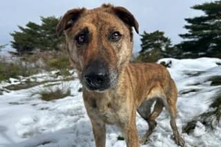 ÚRSULA, female Mixed Breed for adoption at El Refugio Madrid, Madrid