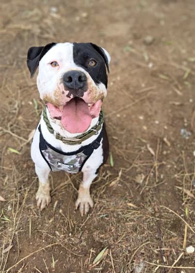 Clyde, Short male 4yo American Bully for adoption at Triple A Marbella, Marbella