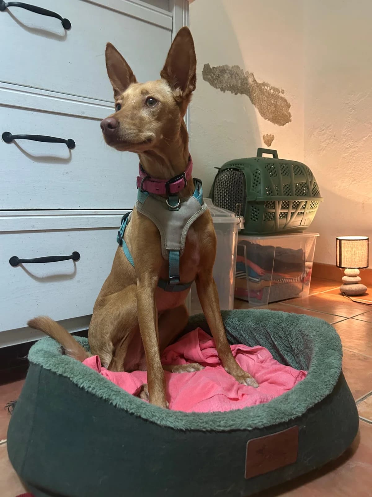 Harmony, Short female young Podenco for adoption at Triple A Marbella, Marbella