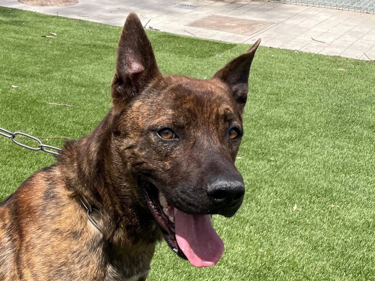 Hulk 2, Short male 4yo Mixed Breed for adoption at Triple A Marbella, Marbella