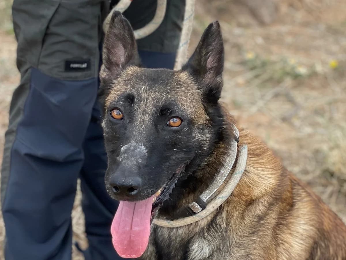 Conde, Medium male 6yo Mixed Breed for adoption at Triple A Marbella, Marbella