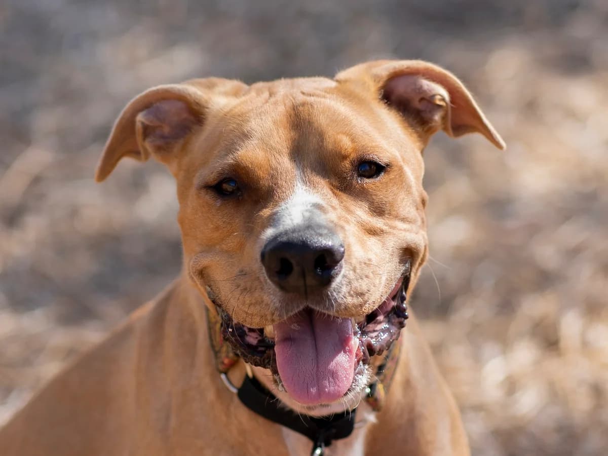 Ares, male 3yo Pit Bull Terrier for adoption at Triple A Marbella, Marbella