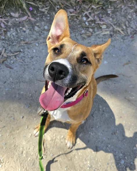 Kayla, Short female young Mixed Breed for adoption at Triple A Marbella, Marbella