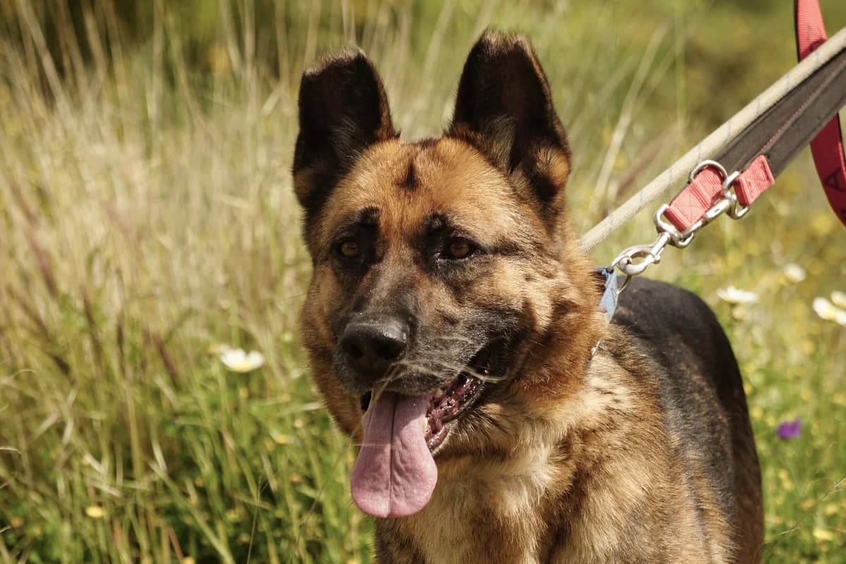 Max, Medium male senior Mixed Breed for adoption at Triple A Marbella, Marbella