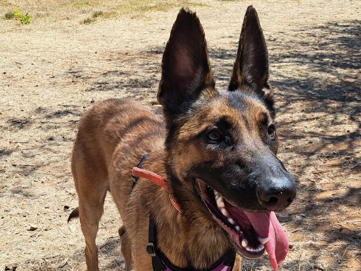 Levante, Mixed Breed (Triple A Marbella)