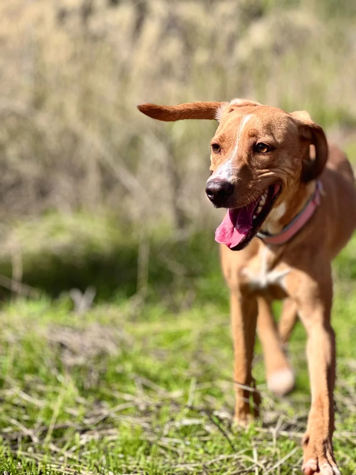 Canela2, Short female 3yo Mixed Breed for adoption at Triple A Marbella, Marbella