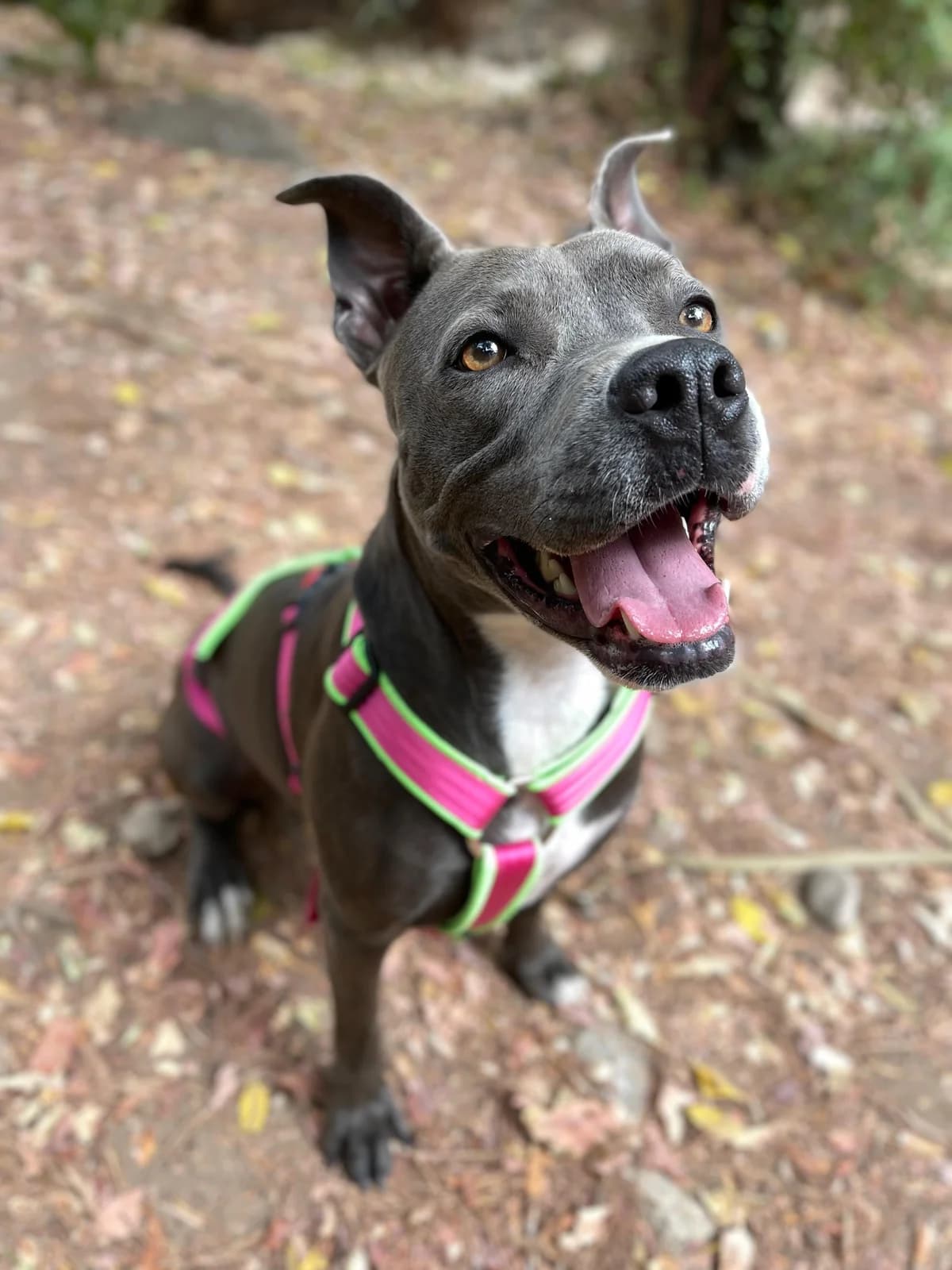 Hera, Short female 4yo Staffordshire Bull Terrier for adoption at Triple A Marbella, Marbella