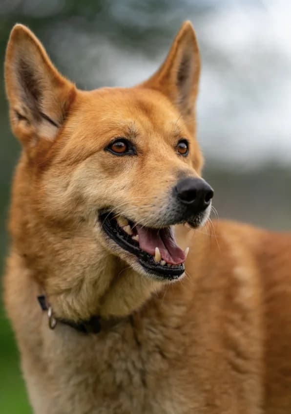 Socio, Long male senior Akita for adoption at Triple A Marbella, Marbella