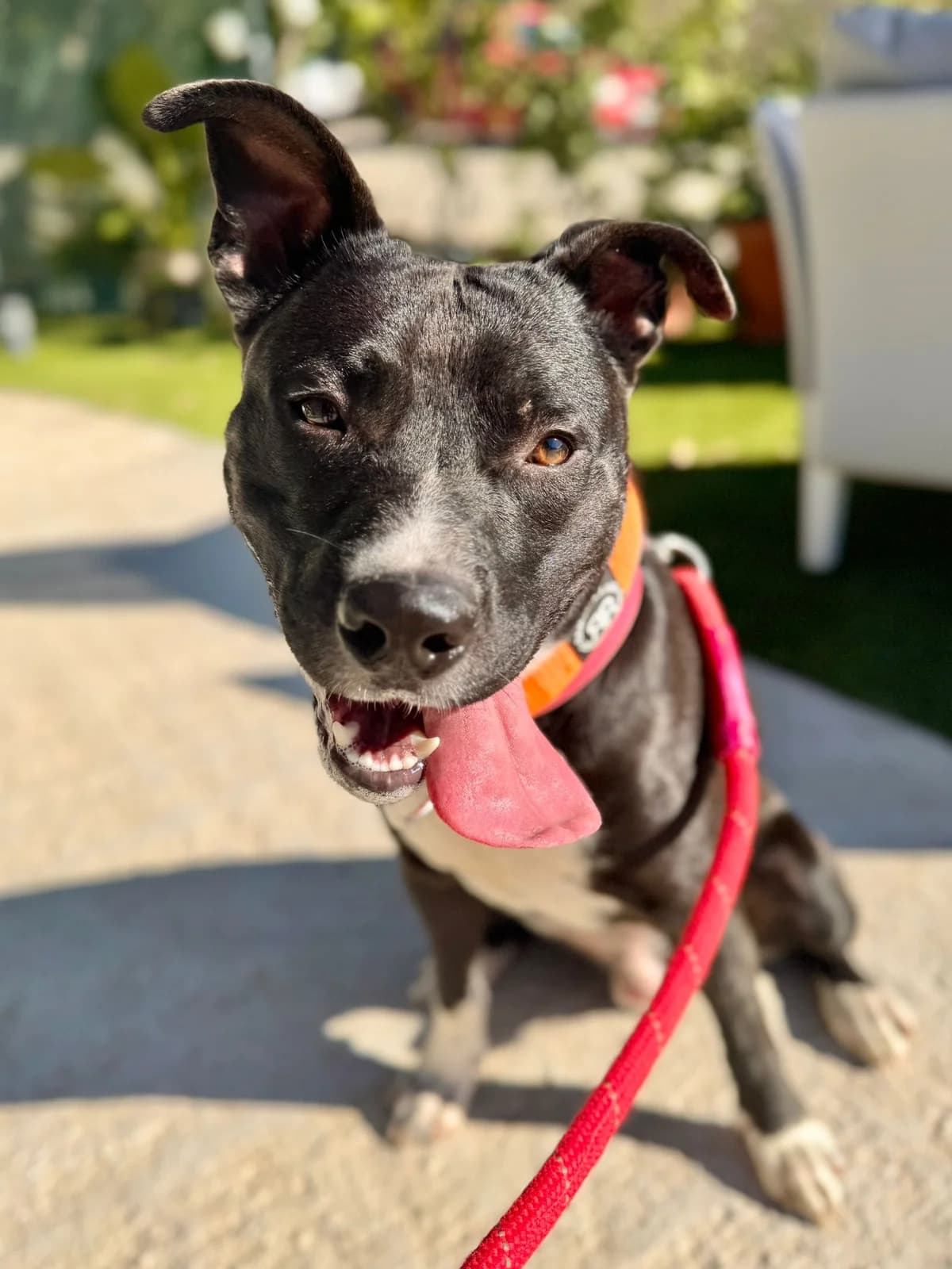 Kentucky, Short male young Mixed Breed for adoption at Triple A Marbella, Marbella