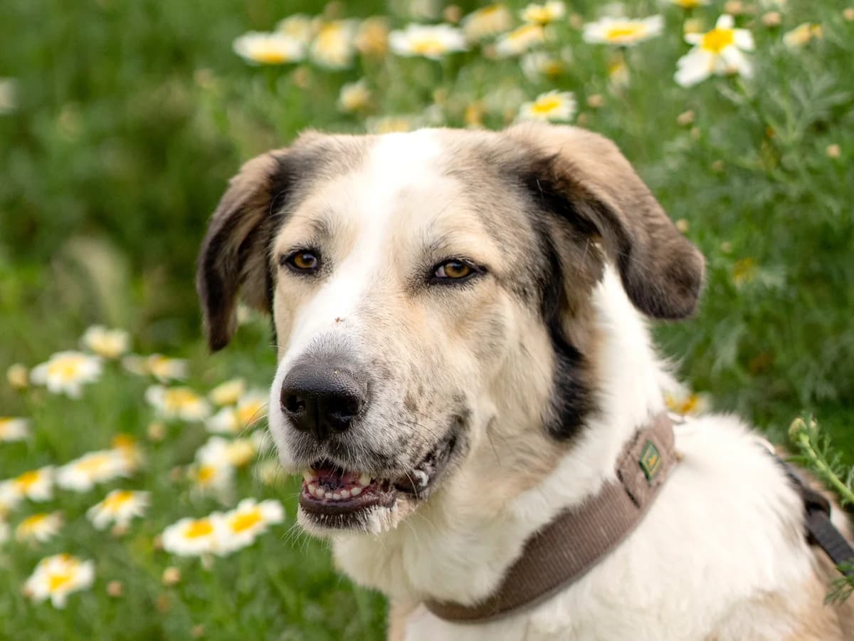Lua, Short female 4yo Mastiff for adoption at Triple A Marbella, Marbella