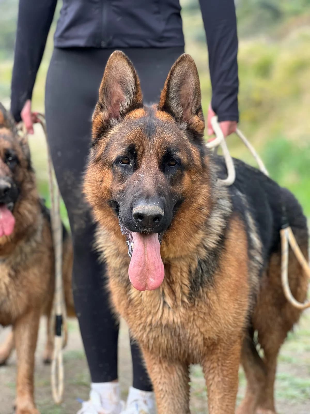 Maxim, Long male 3yo Mixed Breed for adoption at Triple A Marbella, Marbella