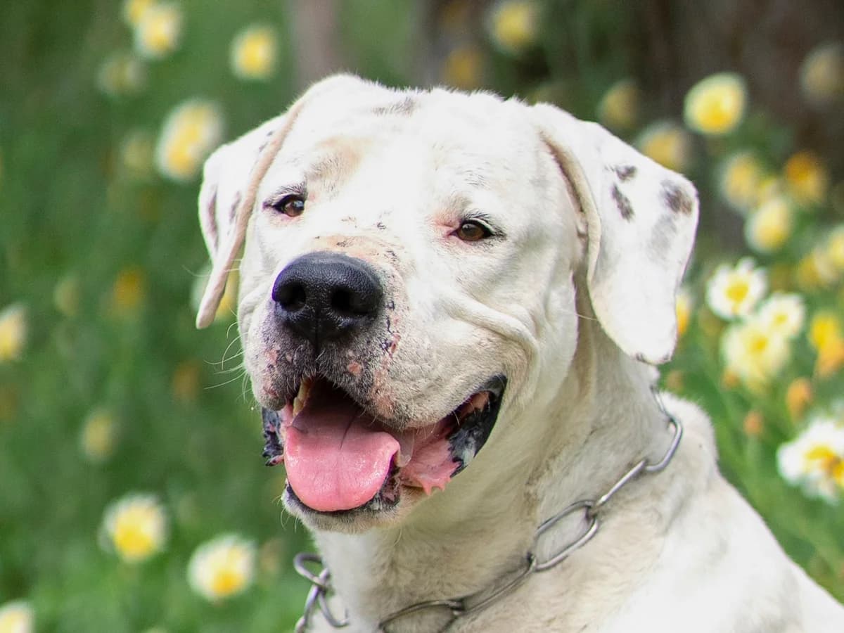 Golfo, Short male senior Mixed Breed for adoption at Triple A Marbella, Marbella