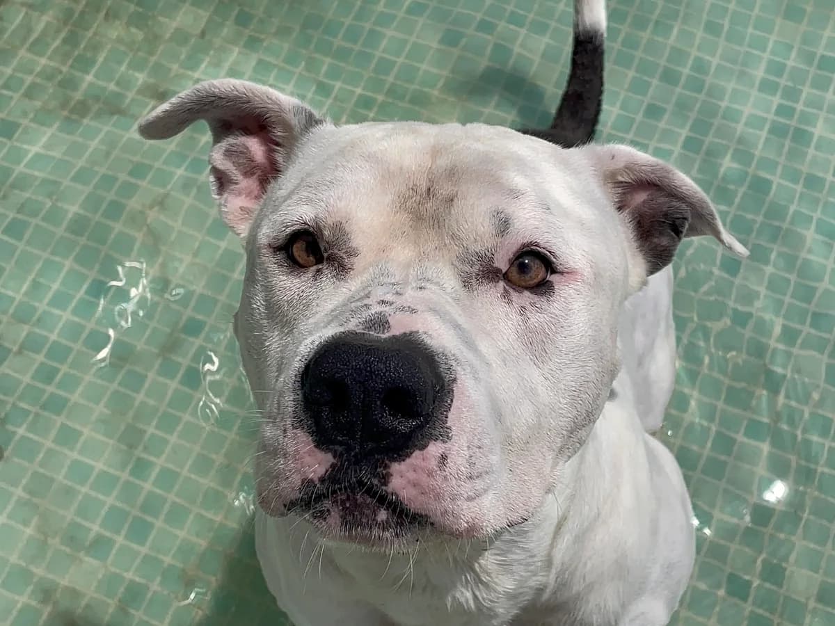 Bruno, male 4yo Mixed Breed for adoption at Triple A Marbella, Marbella