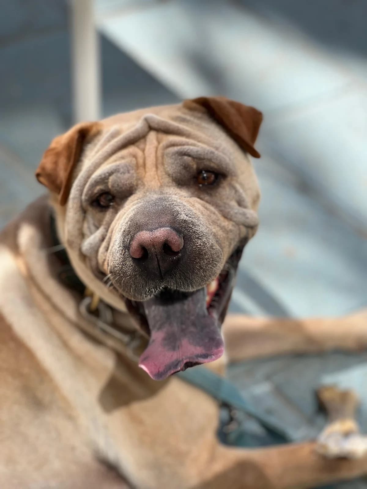 Chapi, Short male Shar Pei for adoption at Triple A Marbella, Marbella