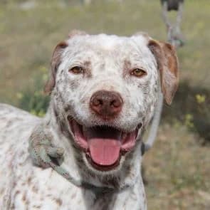 Coscu en adopción Colmenar, male American Staffordshire Terrier for adoption at FAPAM, Malaga