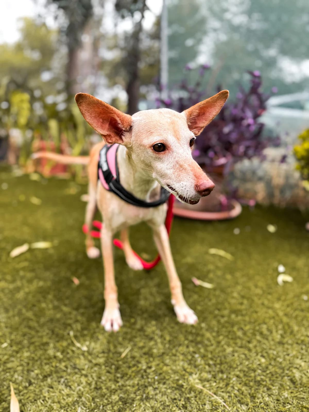 Lucia, Short female senior Mixed Breed for adoption at Triple A Marbella, Marbella