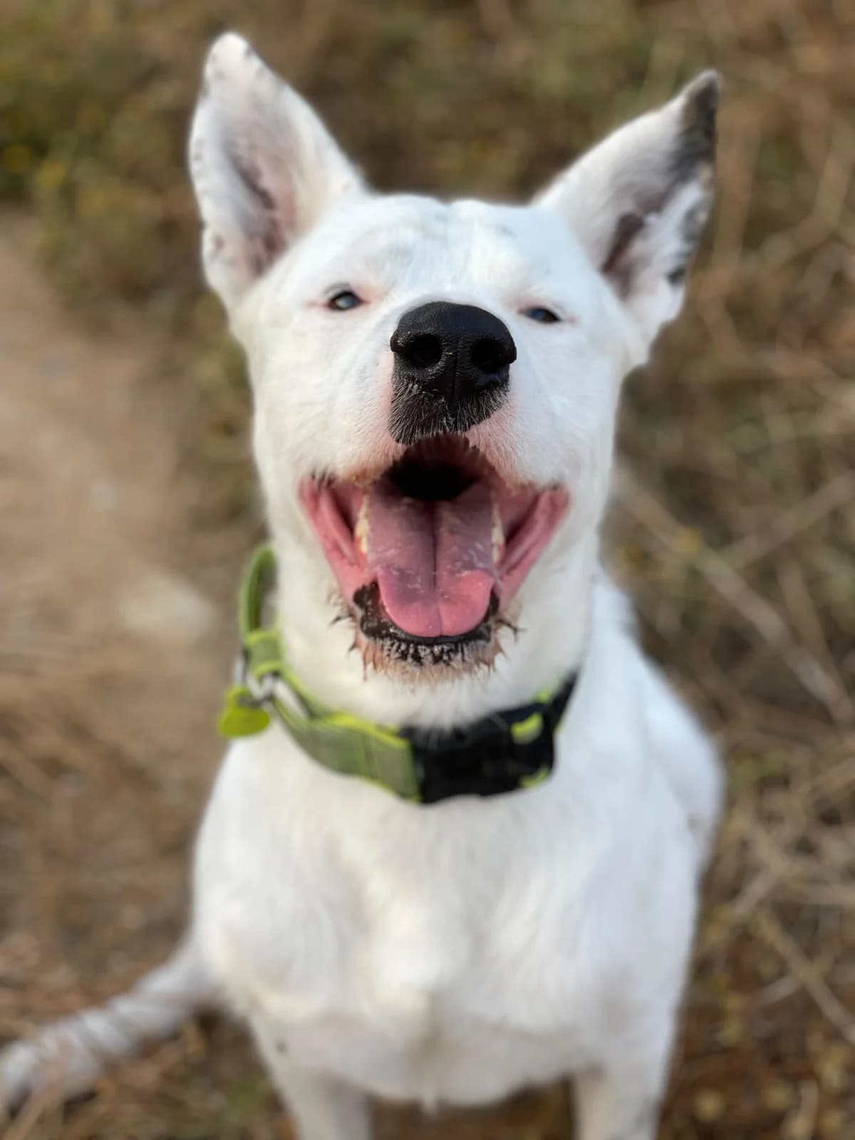 Asta, Medium male young Podenco for adoption at Triple A Marbella, Marbella