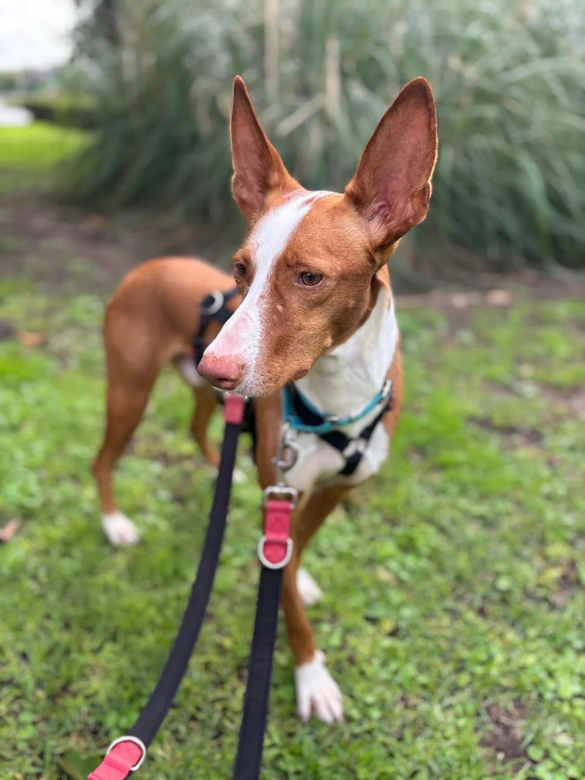Bosco, Short male 3yo Mixed Breed for adoption at Triple A Marbella, Marbella