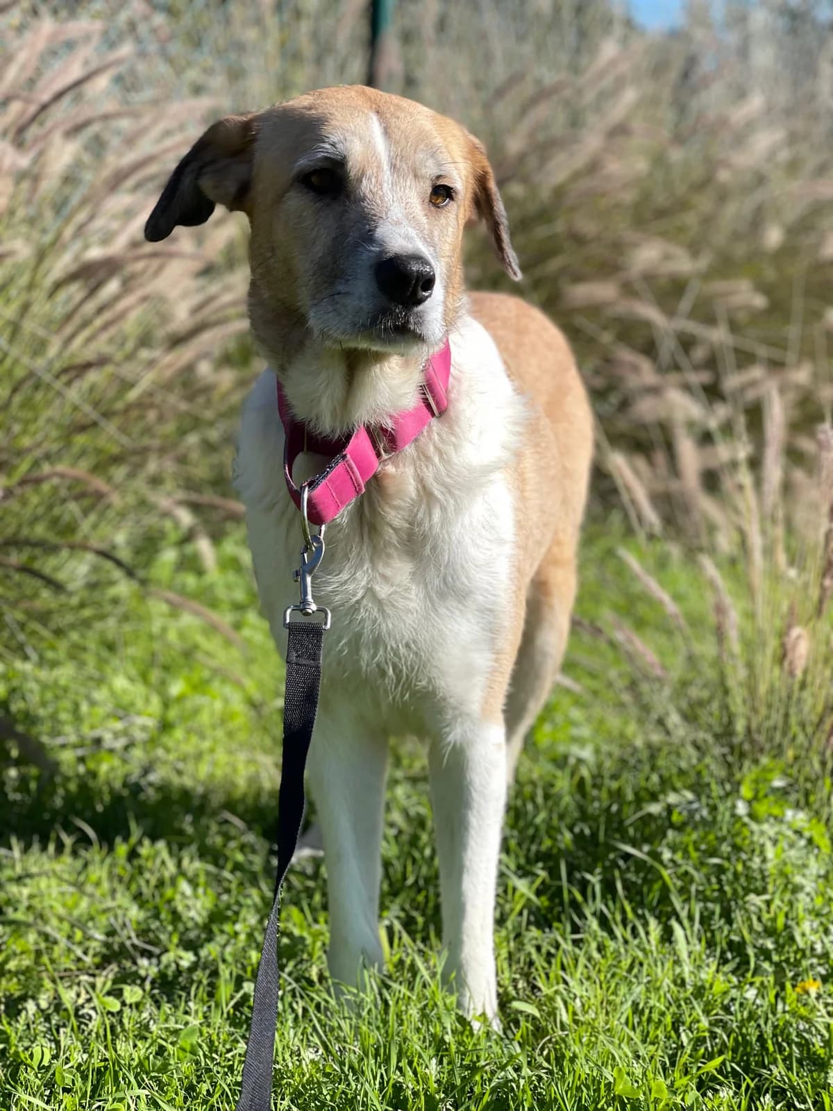 Imperia, Long female 5yo Podenco for adoption at Triple A Marbella, Marbella