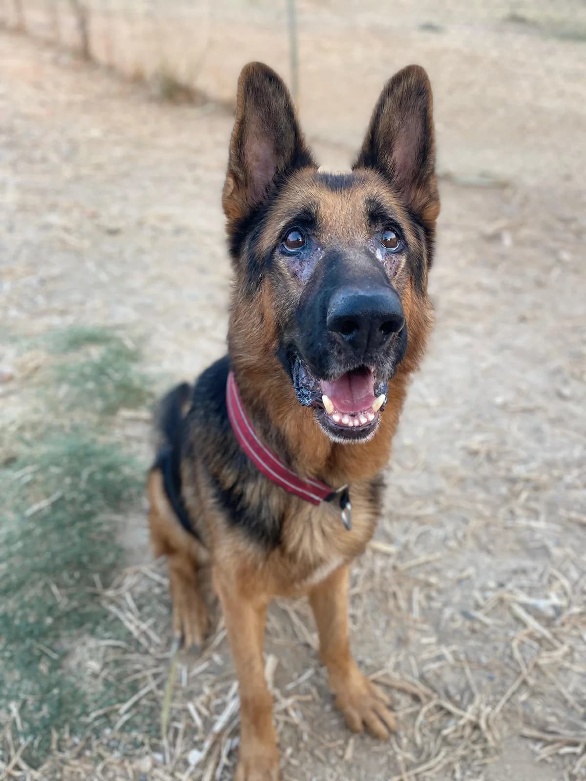Xando, Medium male senior German Shepherd for adoption at Triple A Marbella, Marbella