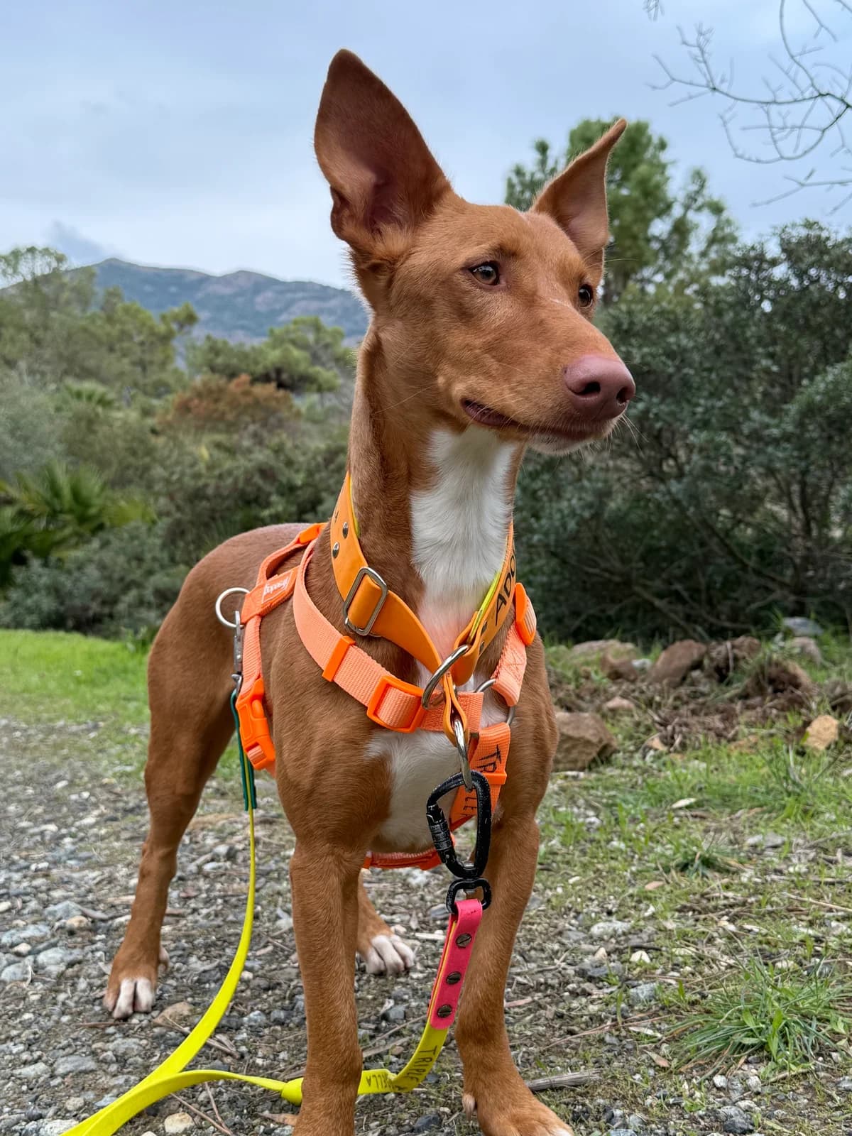Tinkiwinki, Short male young Podenco for adoption at Triple A Marbella, Marbella