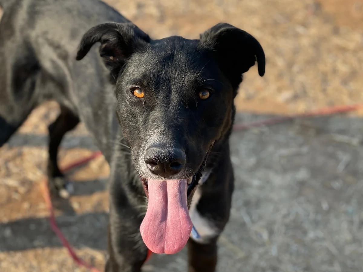 Luffy, Medium male American Staffordshire Terrier for adoption at Triple A Marbella, Marbella