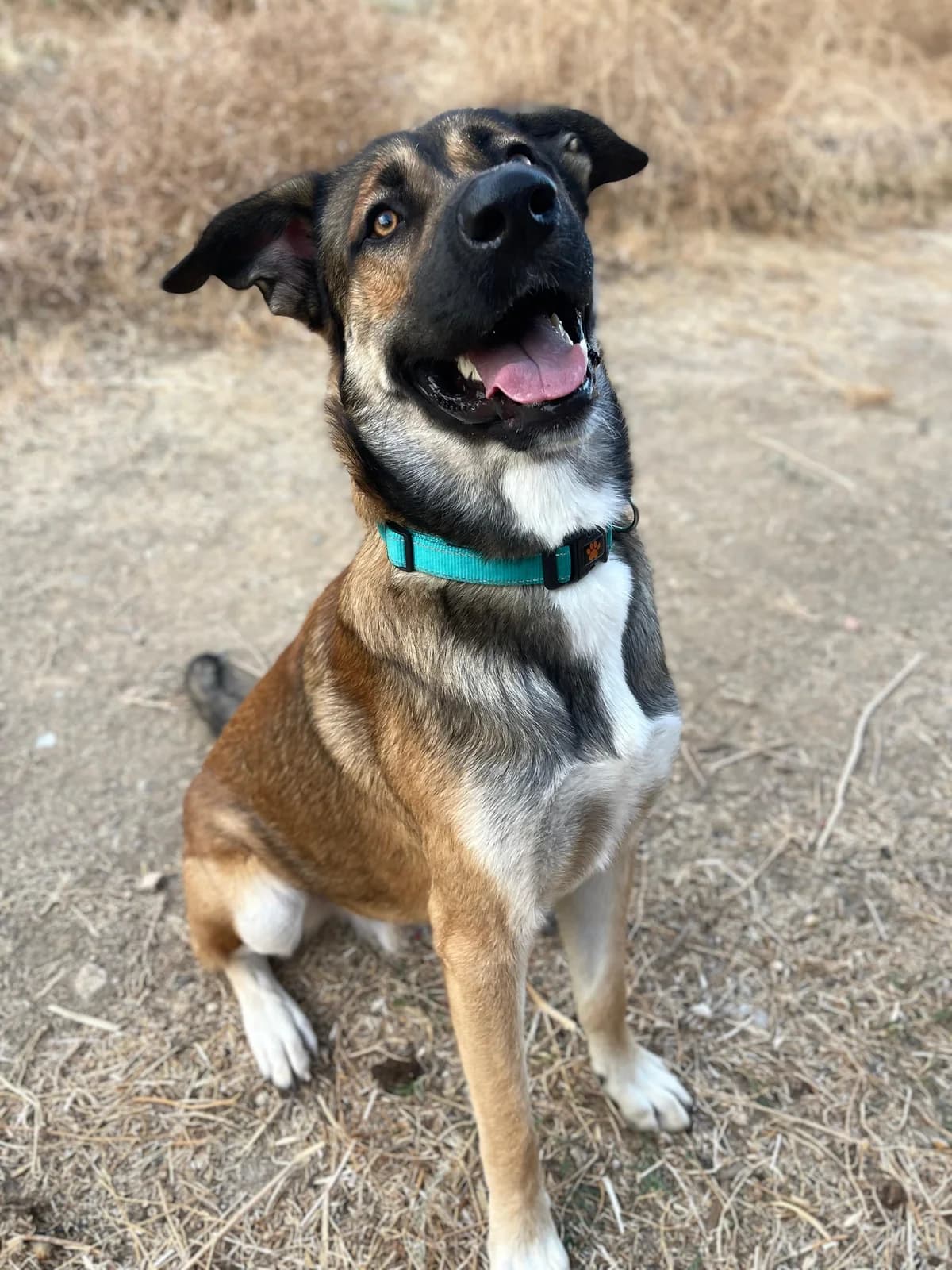 Gio, Mixed Breed (Triple A Marbella)