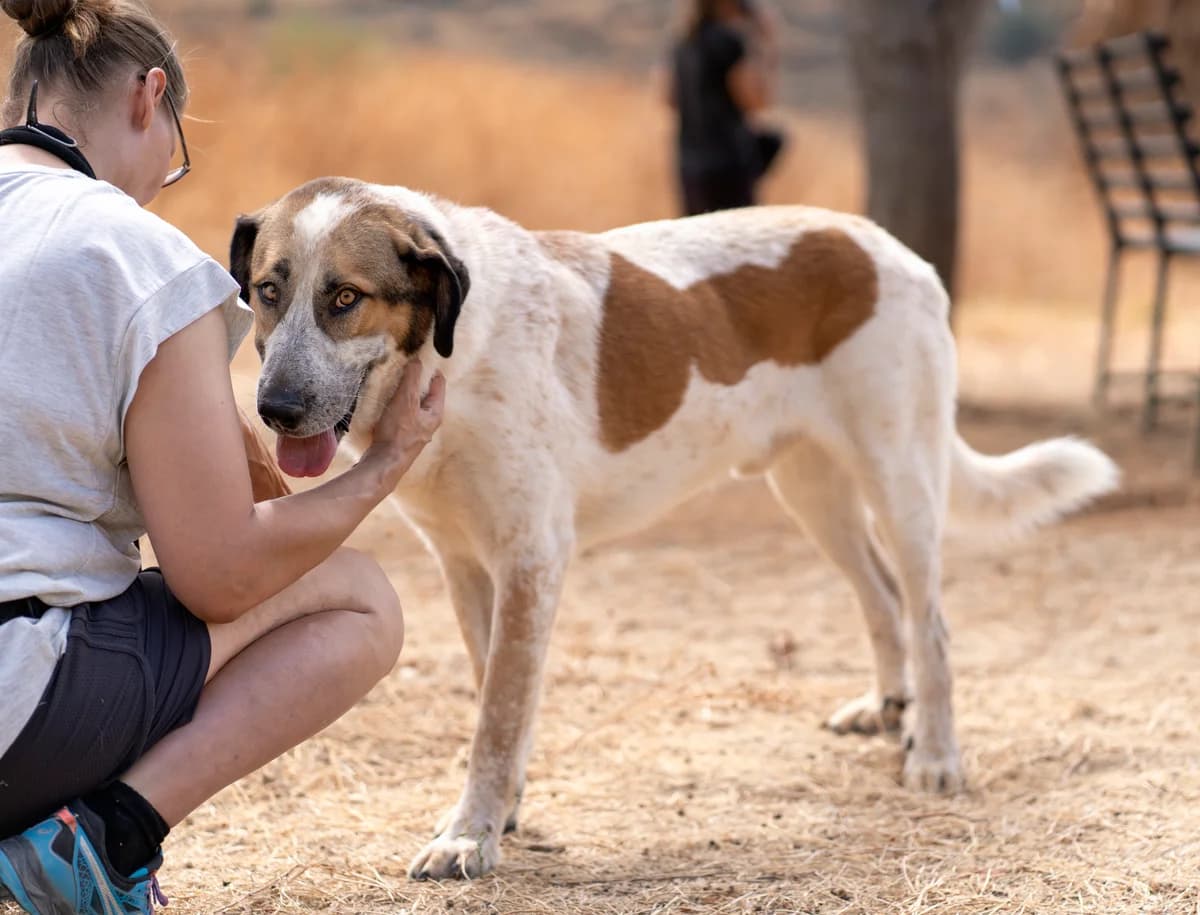 Turrón, Medium male mixed breed for adoption at Triple A Marbella, Marbella