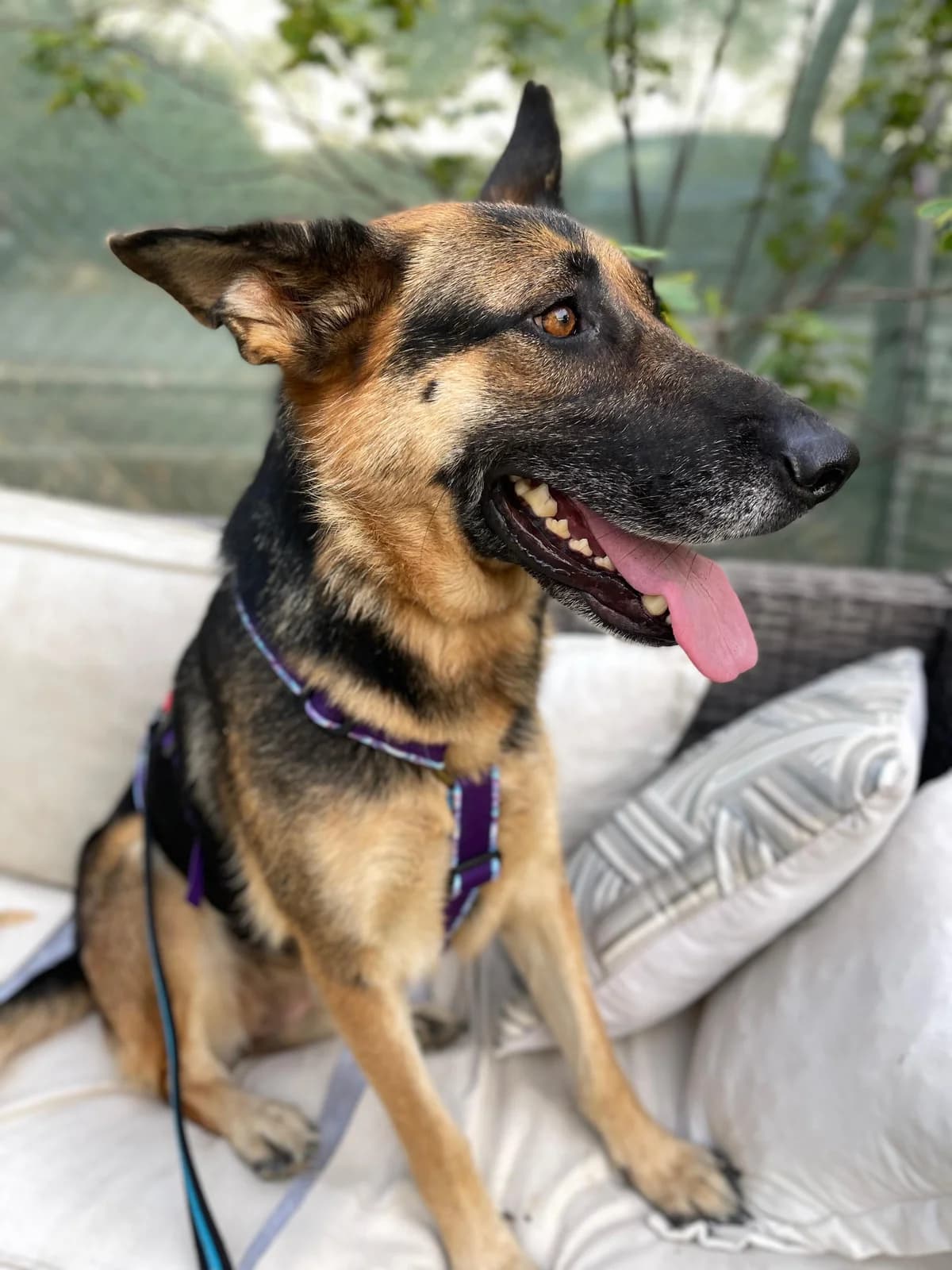 Astoria, German Shepherd (Triple A Marbella)