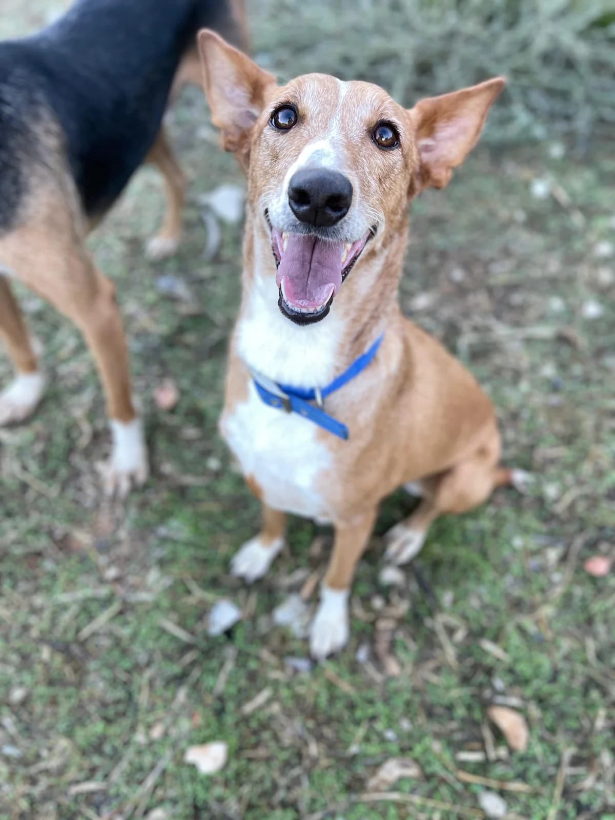 Samira, Podenco (Triple A Marbella)